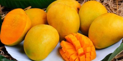 Kesar Mango Online